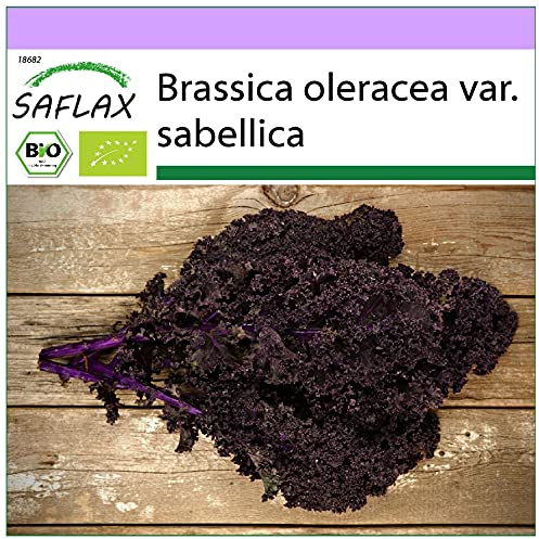 SAFLAX - BIO - Grünkohl - Roter Krauser - 50 Samen - Brassica oleracea