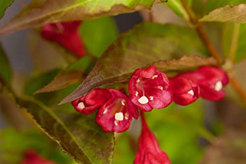 Weigelie Weigela All Summer Red 30-40 cm Zierstrauch winterhart | Rote Blüten, lange Blütezeit, sonnig bis halbschattig, schnittverträglich, ideal für Beet, Rabatte und Vorgarten