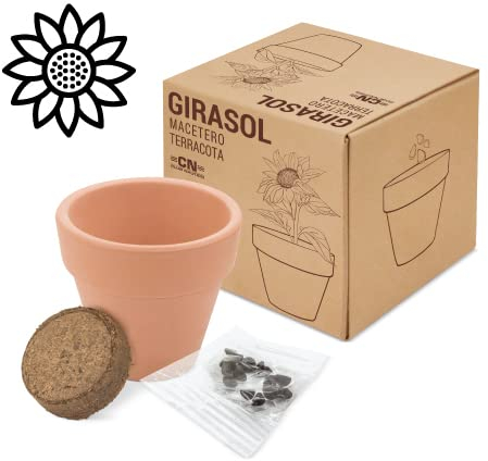 Maceta Terracota Semillas GIRASOL- Regalo ideal para bodas, comuniones, bautizos