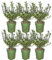 Plants by Frank – seto acebo de 1 metro – Ilex crenata 'Jenny'® – Juego de 6 plantas de seto resistentes al invierno – seto perenne – Entrega directamente desde el vivero.