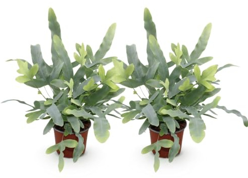 Green boutiQ - Zimmerpflanze - Phlebodium aureum Blue Star - Blaue Farn - Haustierfreundlich - Blau - 2 Pflanzen - Topf 12cm - Höhe 25-30cm