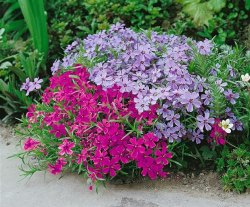 Phlox subulata 'Atropurpurea' - Polster-Phlox, Winterhart & Blühfreudig, Bodendecker Staude P0,5 für Garten & Balkon