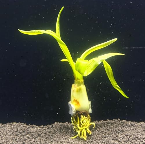 WASSERPFLANZEN WOLFF - *** Top-Rarität *** Thailändische Wasserlilie/Crinum thaianum im Topf für Ihr Aquarium und Zimmerteich - Barschfest