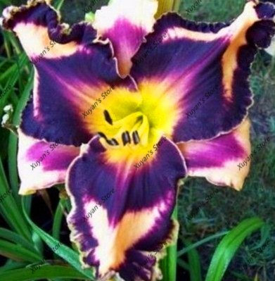 ChinaMarket 100 Stück Hybrid-Samen, Taglilie Hemerocallis Blu Lily Bonsai im Halbschatten
