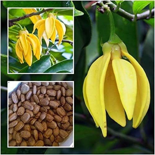 - Clematis Alpina Seeds
