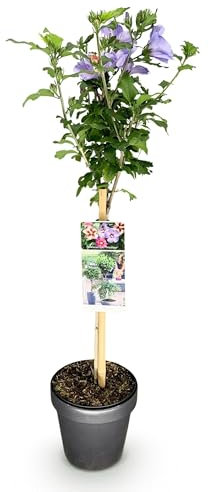 GreenboutiQ Plante de jardin, tricolore, hibiscus syriacus, tricolore, plante tribale, plante de terrasse, feuilles caduques, peu d'entretien, pot de 19 cm, hauteur 90 cm