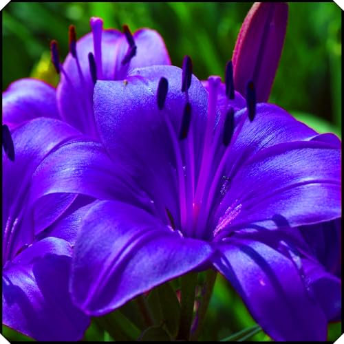 Hardy,Beautiful Lily Bulbs,Giant Flower, Perennial, Professional for Brilliant Garden Displays-4 Bulbs-E