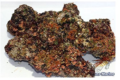 Zierfischtreff.de Lebendes Riffgestein für Meerwasseraquarien Riffkeramik aus Bali, 5 kg - schöne Steine - ideal zum Aufbau eines schönen Korallenriffs im Meerwasseraquarium
