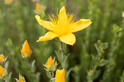 Hypericum polyphyllum 'Grandiflorum' 9x9 cm Topf – Winterhart, Mehrjährig, Pflegeleicht – Johanniskraut – Bodendecker für Steingarten & Beet