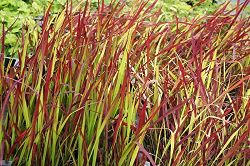 Garten-Blutgras Imperata cyclindrica Red Baron Containerware
