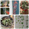 150 pcs Leuchterblume Pflanze Samen, exotische pflanzen samen Leuchterblume Samen, gewächshaus balkon exotische pflanzen winterhart bonsai samen, garten geschenk exotische zimmerpflanzen