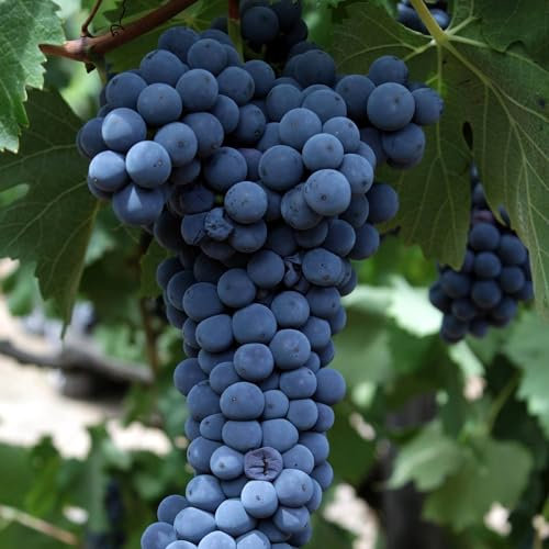 Pianta vera di Uva da tavola nera Michele Palieri - Diametro Vaso Ø 18 cm