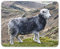 Destination Vinyl Ltd Beautiful Herdwick Sheep Mouse Mat Pad - Farm Farmer Wool Computer #12563