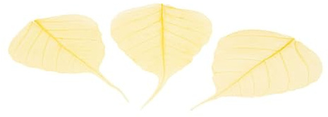 NaDeco Skelettblätter, in vielen Farben zur Auswahl, verpackt mit 200 Stück Skelett-Blätter Willowblätter getrocknete Blätter Dekoblätter Schleierblätter Scrapbooking Boho-Style, Farbe:Gelb