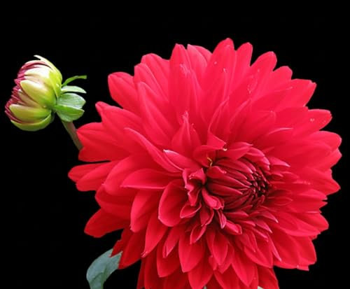 Dahlienzwiebeln Dahlien knollen großblumig winterhart Dahlien knollen winterhart rot Dahlien knollen winterhart