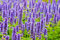 100 Graines Agastache anisée, Agastache Rugosa, Korean Mint seeds