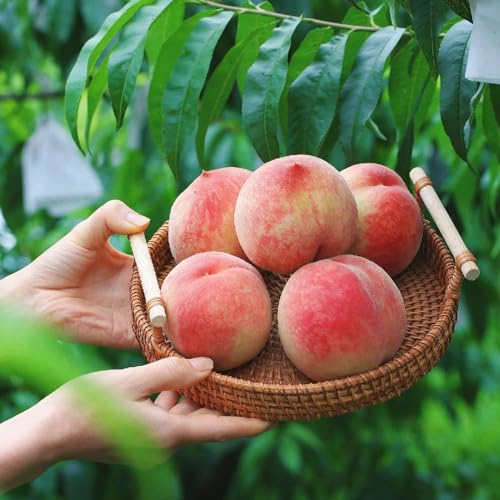 2 pcs peach samen pflanzen garten pfirsichbaum winterharte pflanzen für garten obstbäume kaufen säulenobst winterhart pflanzen samen stauden winterharte stauden hochstamm winterhart