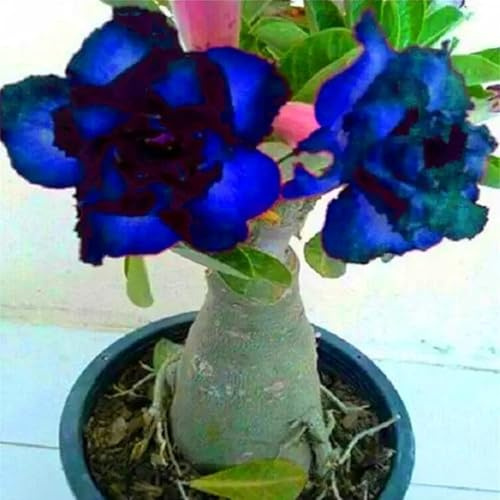 Decorazione per Casa e Giardino/Rosa del deserto in Vasca/Colore Vivido/per Ogni Spazio/Resistente e Facile da Curare-1 Bulbi-I