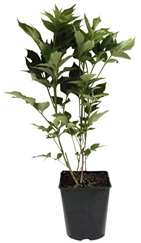 Schwarzer Holunder Haschberg Sambucus nigra großfrüchtig 40-60 cm mit 3-5 Liter Topfballen