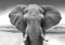 wandmotiv24 Fototapete Elefant schwarz weiß, M 250 x 175 cm - 5 Teile, Wanddeko, Wandbild, Wandtapete, Tier Afrika Himmel M6541