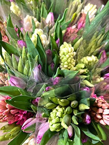 5 Bulbs of Hyacinth (Mixed Colours) Includes Postage