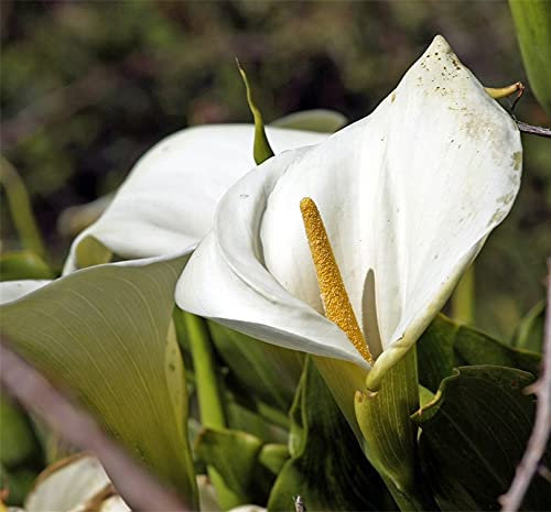 Calla-Lilienzwiebel, Grünblatt, seltene Arten, Dekorationen, geheimer Garten, Weihnachtsgeschenke, Staude, Pflanzen, duftend, reinigende Luft – 20 Bulbi