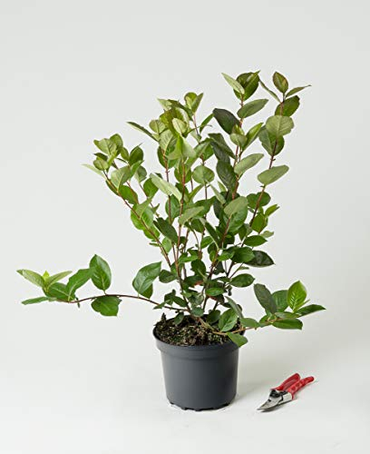 Apfelbeere Nero - Aronia prunifolia Nero 40-60 cm hoch - Garten von Ehren