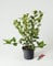 Apfelbeere Nero - Aronia prunifolia Nero 40-60 cm hoch - Garten von Ehren