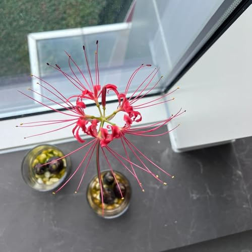 12 pcs Blutblume Zwiebeln Kaufen - Zwiebeln DachbegrüNung Bodendecker Pflanzen Winterhart Spinnenlilie Zwiebeln, Blutblume Zwiebel Deko Pflanzen Topfpflanzen Draußen Winterhart Hydrokultur