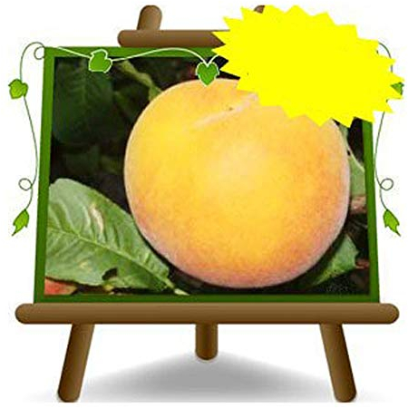 Pfirsiche Percoche Andross - Obstpflanze alte Frucht auf Blumentopf 20 Baum max 170 cm – 2 Jahre Anbau Italien