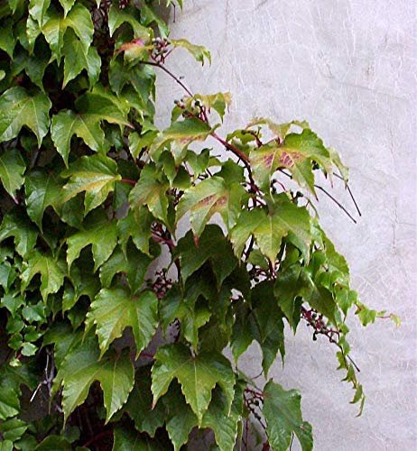 Jungfernrebe 100-125cm - Parthenocissus tricuspidata - lebende Gartenpflanze aus den Baumschulen