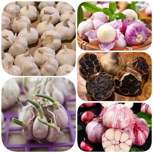 pflanzknoblauch winterhart - Allium sativum - 4 pcs mischen1 knoblauch zum pflanzen steckknoblauch, balkongemüse bio garlic zwiebeln, knoblauch frisch bonsai winterknoblauch, geschenk garten