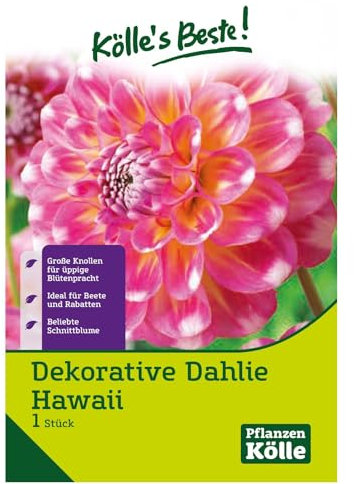 Dahlie 'Hawaii', pink, 1 Blumenknolle