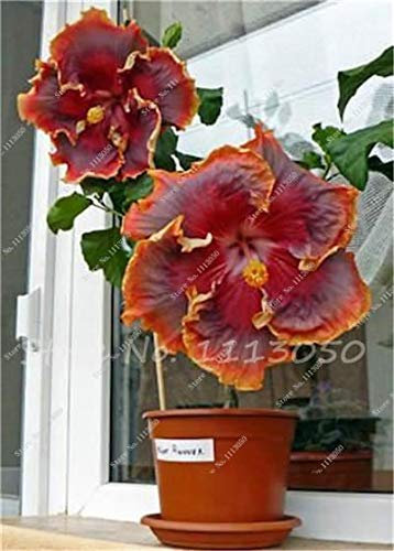 Portal Cool 7: 100 Stück Hibiscus Albero in Fiore, nur halb in Fiore, Bonsai dazwischen