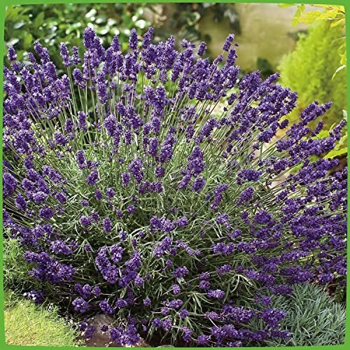Lavendel 'Hidcote Blue' Lavandula angustifolia - 1 winterharte Pflanze im Container mit leuchtend blauen Blüten als Hecke oder Busch - von Garten Schlüter - Pflanzen in Top Qualität