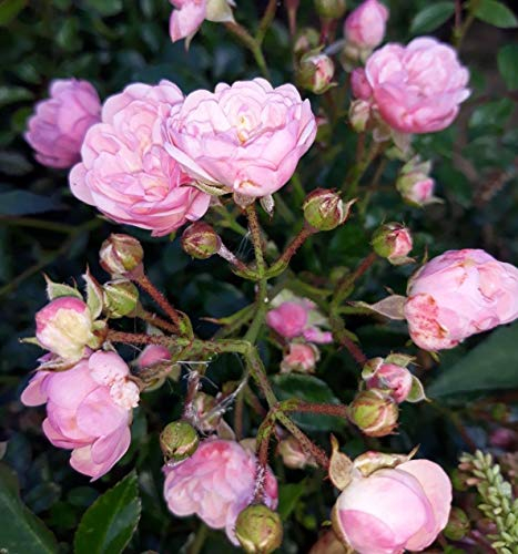 Portal Cool Samen Paket: Die Fee Patio h Rose wurzelnackte