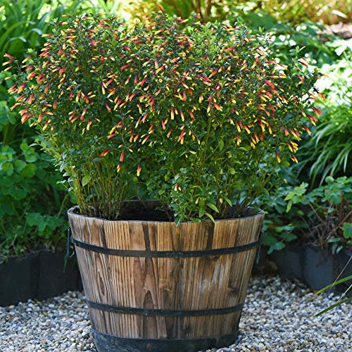 Jacobinia Pauciflora Brazilian Fuchsia Justicia rizzinii Tender Shrub Dazzling Exotic Red and Yellow Tubular Flowers 1 x 9cm Pot by Thompson and Morgan