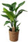 Plant in a Box - Strelitzia Nicolai in Korb - Weißer Paradiesvogelblume - Grüne Zimmerpflanze Strelitzie - Topf 17cm - Höhe 55-70cm