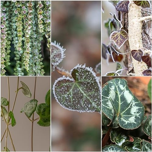 200 pcs Ceropegia woodii samen - pflanztöpfe kübelpflanzen winterhart mehrjährig fleischfressende pflanzen,Sukkulenten,succulent plants,sukkulente dekopflanzen bonsai kaufen ausgefallene