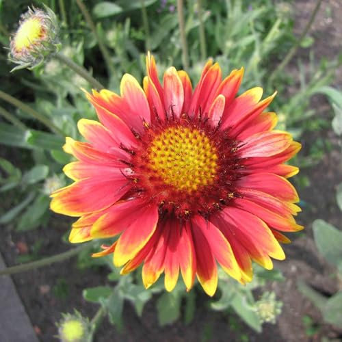 Pianta vera di Gaillardia aristata Burgunder - Diametro Vaso Ø 9 cm