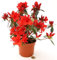 POWERS TO FLOWERS - AZALEA DA ESTERNO ROSSA, vaso 15cm, pianta vera