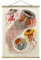 Stoffbild Posterleisten Vintage Lehrtafel Quallen Hochformat 4:3 46.5x35cm Eiche