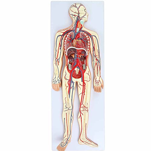 ERNZI Modell des Menschlichen Kreislaufsystems, Wissenschaftliche Medizinische Anatomiewerkzeuge Mit Abnehmbarem Herz Und Teilskelett, Details Zu Venen, Arterien Brustorganen
