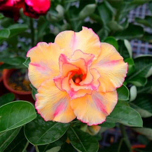 WüStenrose Zwiebeln, SchöNe BäUme, Zwiebelpflanzen,Topf Blumensamen, Schnellwachsend,BlüHende Zwiebeln, Seltene Samen Pflanzen Winterhart-2zwiebeln-I