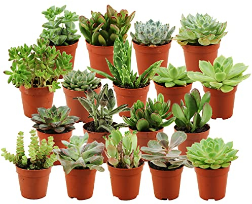 ZynesFlora Succulentes Naturelles en pot de fleurs Ø 5.5 cm - Lot de 18 - Hauteur: 5-10 cm - Mélange de Succulentes Petite Variétés Diverses Plantes Grasses d'Intérieur