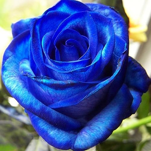 100 Stück blaue Rosenblumensamen, blaue Rosensamen, seltene Pflanze, Topfdekoration für die Gartenbepflanzung