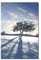 Paul Sinus Art 120x60cm - WANDBILD Schnee Baum Schatten Winter - Leinwandbild auf Keilrahmen modern stilvoll - Bilder und Dekoration