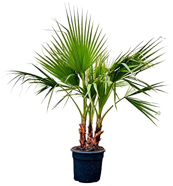 Tropictrees - Washingtonia Robusta - Mexikanische Washingtoniapalme - Palme -130-150 cm - Multistamm - Immergrün