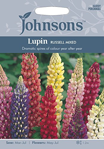 Johnsons 19551 Flower Seeds, Lupin Russell Mixed