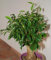 Ficus benjamina - Bonsai - Birkenfeige - 100 Samen